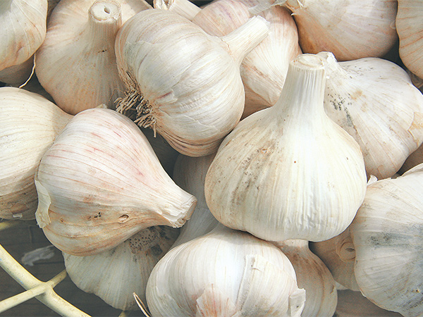 تصویر 1 از سیر سبدی درجه یک مناسب انبار داری طولانی مدت