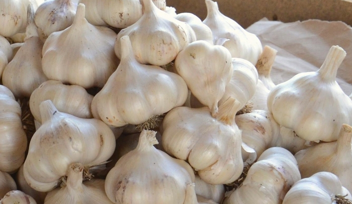 تصویر 2 از سیر طارم مناسب تهیه ترشی و فرآورده های سنتی