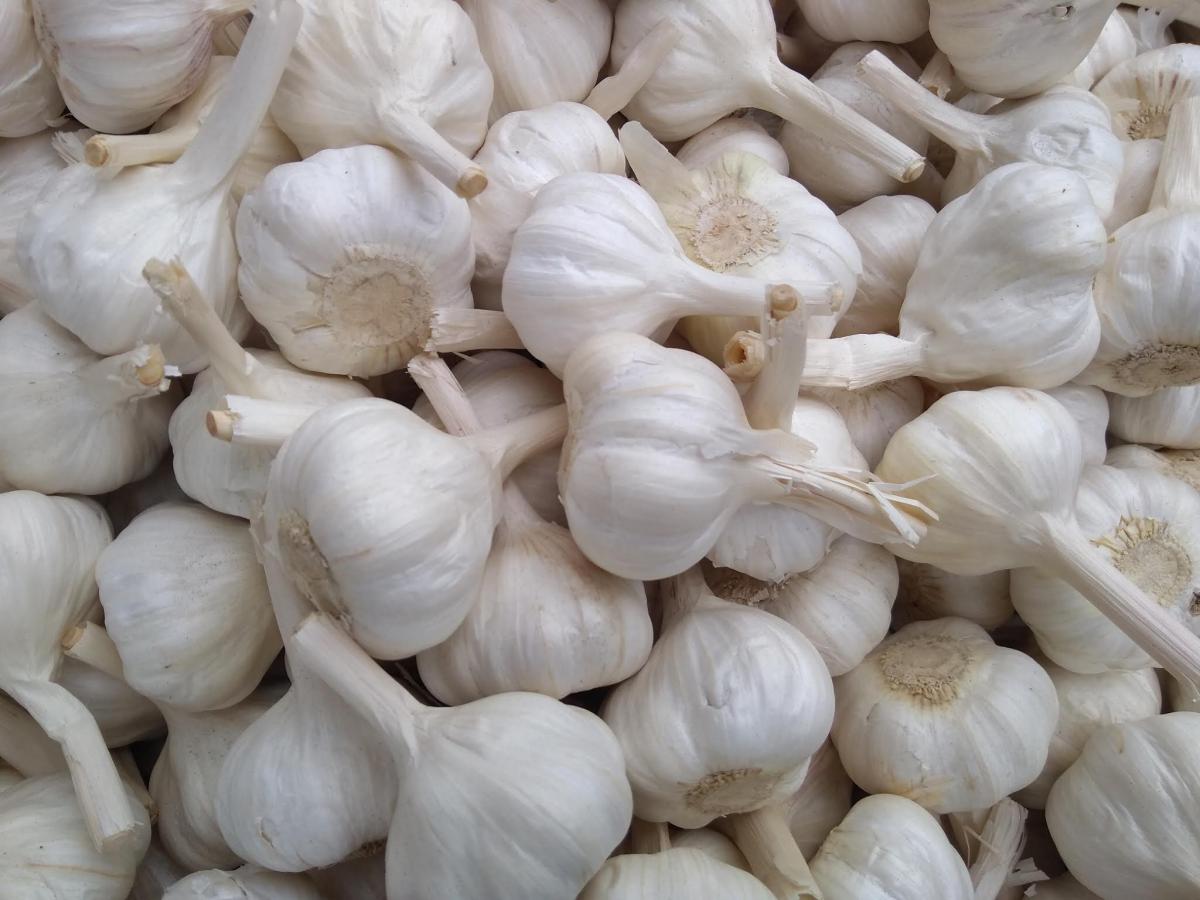 تصویر 4 از سیر طارم مناسب تهیه ترشی و فرآورده های سنتی