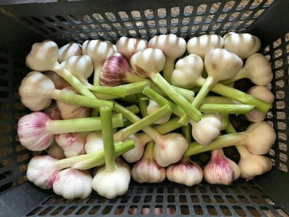 تصویر 4 از سیر تازه درشت با پوسته سالم مناسب نگهداری در سردخانه های صنعتی