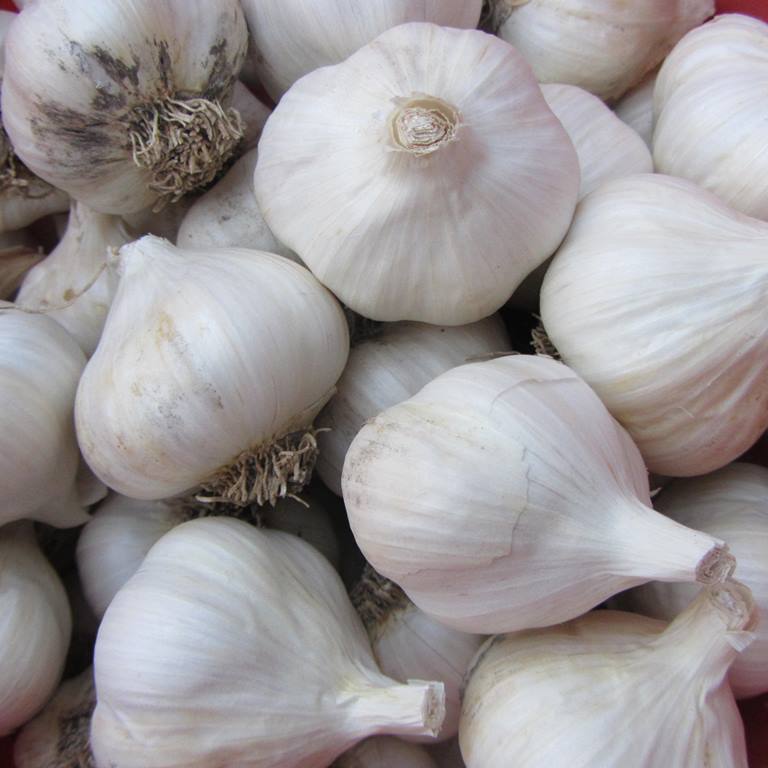 تصویر 3 از سیر سفید مرغوب مناسب ترشی و سیر ترشی با ماندگاری بالا