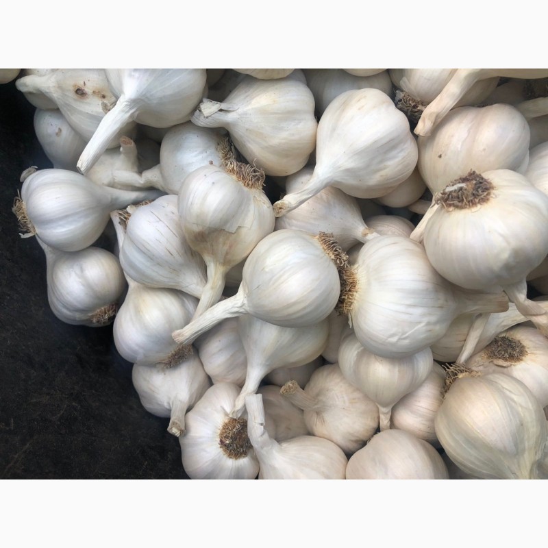 تصویر 4 از سیر سفید مرغوب مناسب ترشی و سیر ترشی با ماندگاری بالا