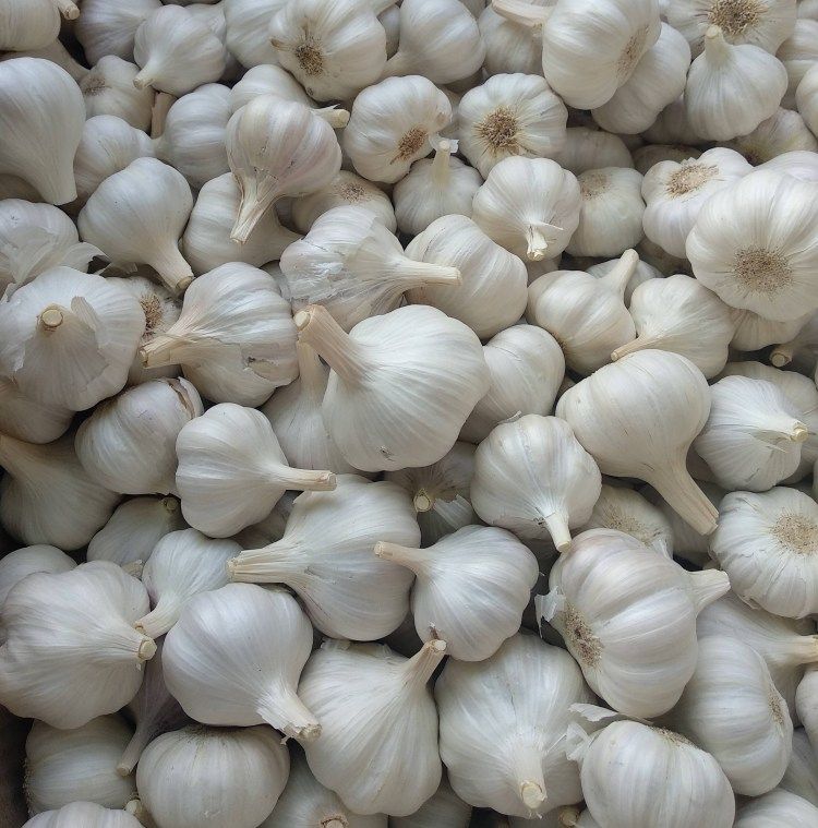 تصویر 2 از سیر سفید مرغوب مناسب ترشی و سیر ترشی با ماندگاری بالا