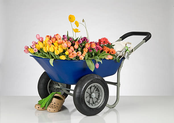 تصویر 3 از فرغون حمل کیوی جابجایی ایمن و حفظ کیفیت میوه ‌ها