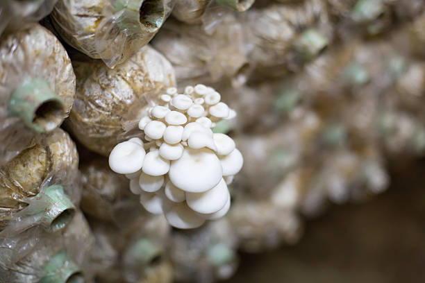 قارچ ارگانیک پرورش یافته بدون کود شیمیایی