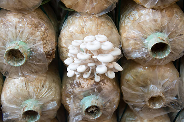 تصویر 2 از قارچ ارگانیک پرورش یافته بدون کود شیمیایی