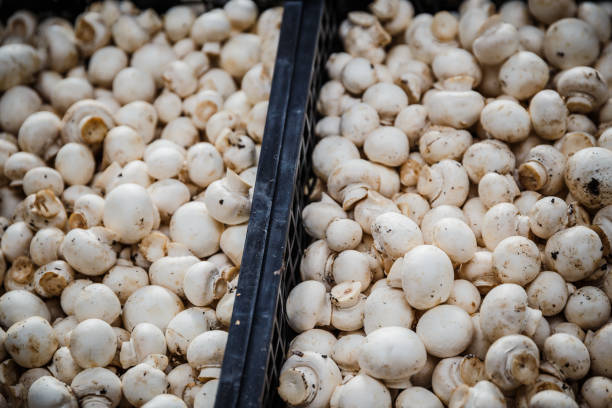 تصویر 4 از قارچ ارگانیک پرورش یافته بدون کود شیمیایی