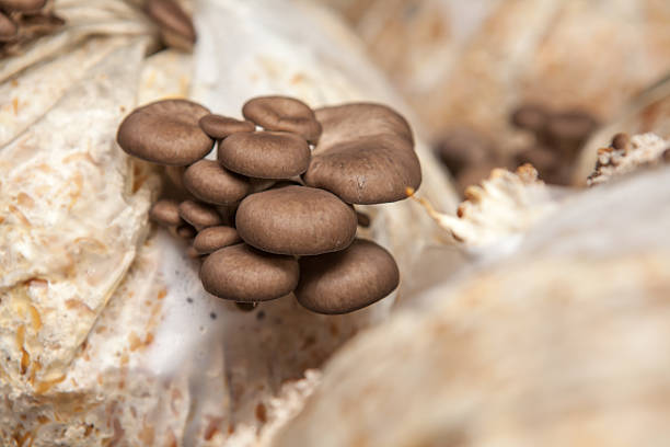 تصویر 2 از قارچ قهوه ای تازه برای طعم دهی طبیعی