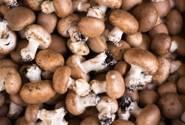 تصویر 3 از قارچ قهوه ای تازه برای طعم دهی طبیعی