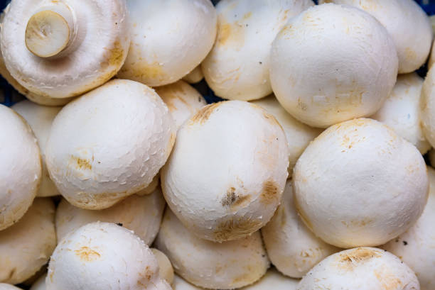 تصویر 3 از قارچ فله درجه یک مناسب مصرف خانوادگی