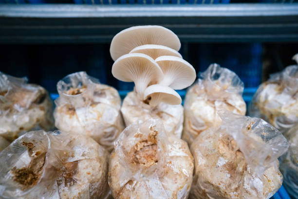 تصویر 1 از قارچ گلخانه ای سالم برداشت روز بازار