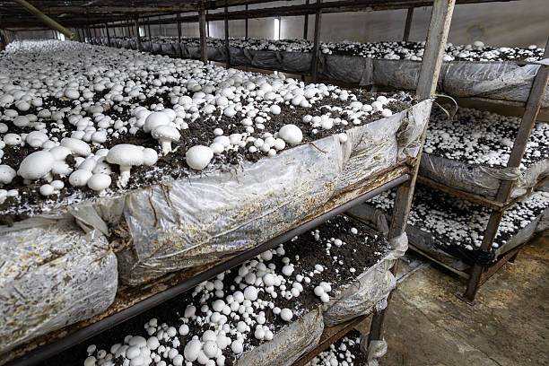 تصویر 2 از قارچ گلخانه ای سالم برداشت روز بازار