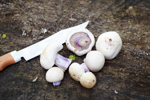 تصویر 1 از قارچ تازه صبح برداشت شده کاملا تمیز