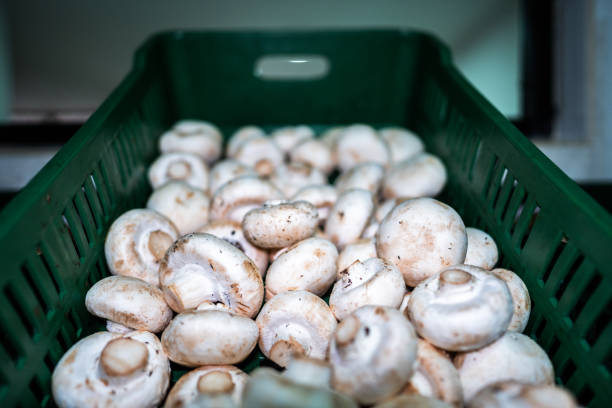 تصویر 3 از قارچ تازه صبح برداشت شده کاملا تمیز