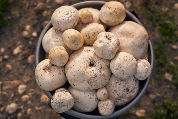 قارچ تازه صبح برداشت شده کاملا تمیز