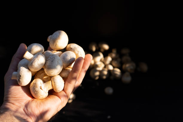 قارچ ممتاز سایز درشت مناسب سرآشپز ها