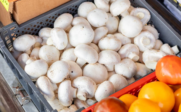 تصویر 2 از قارچ ممتاز سایز درشت مناسب سرآشپز ها