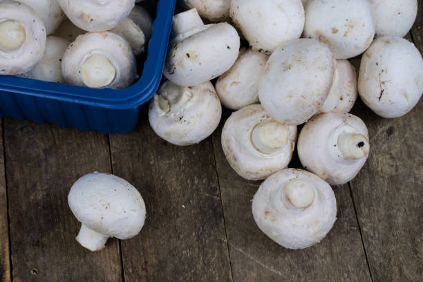 تصویر 4 از قارچ ممتاز سایز درشت مناسب سرآشپز ها