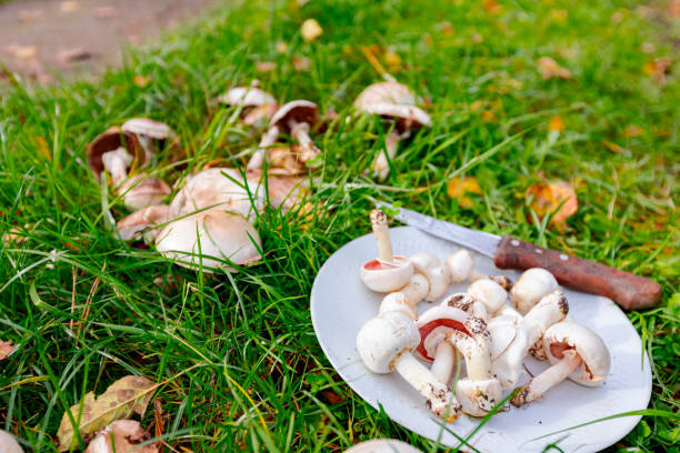 تصویر 1 از قارچ طبیعی پرورش یافته با آب تصفیه