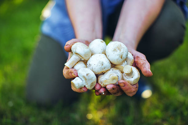 قارچ طبیعی پرورش یافته با آب تصفیه