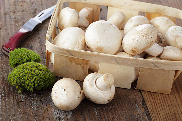 قارچ رژیمی کم کالری مناسب تناسب اندام