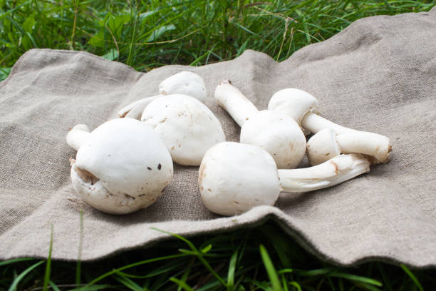 تصویر 1 از قارچ رژیمی کم کالری مناسب تناسب اندام