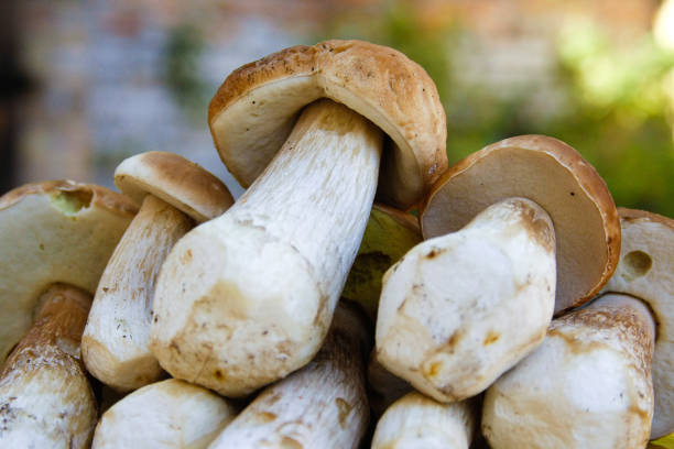 تصویر 2 از قارچ رژیمی کم کالری مناسب تناسب اندام