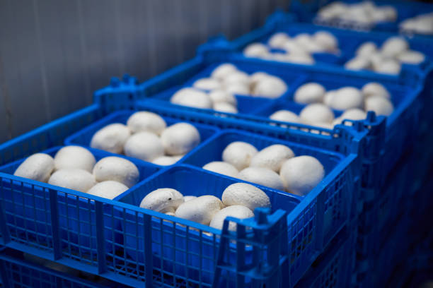 تصویر 2 از قارچ تازه بسته اقتصادی مناسب مصرف عمده