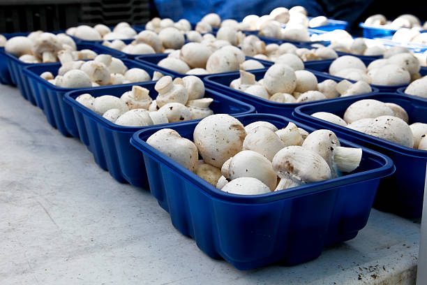 تصویر 4 از قارچ تازه بسته اقتصادی مناسب مصرف عمده