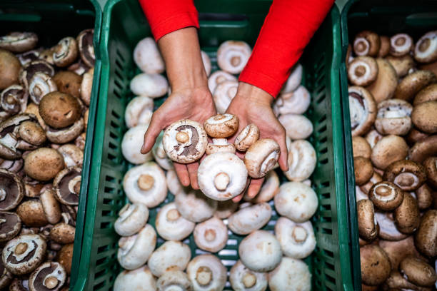 تصویر 3 از قارچ گلخانه ای سالم برداشت روز بازار