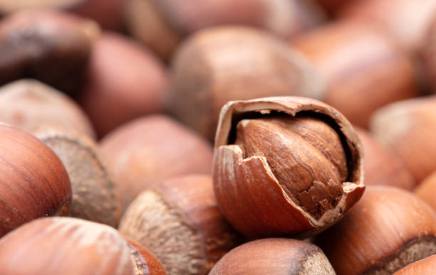 تصویر 1 از فندق نمکی صادراتی با پوست درشت درجه ممتاز