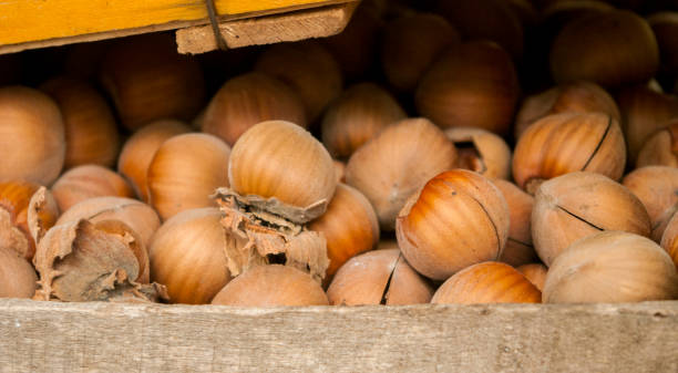 فندق ارگانیک کوهستانی خالص بدون افزودنی صنعتی