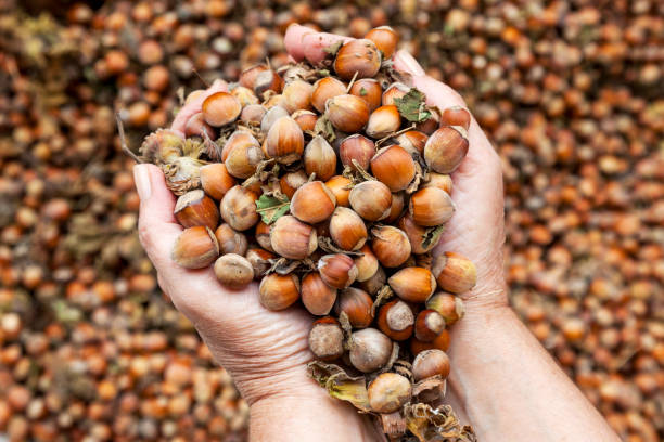 تصویر 4 از فندق ارگانیک کوهستانی خالص بدون افزودنی صنعتی