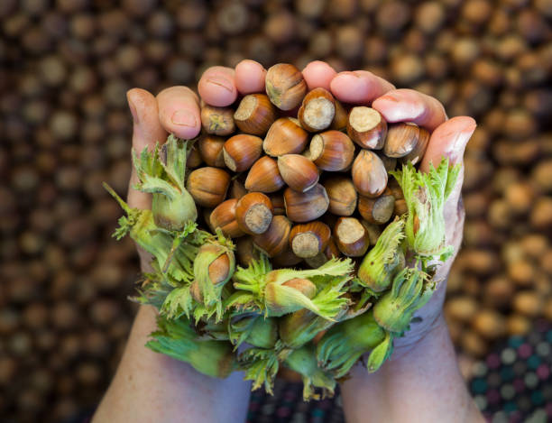 فندق جنگلی تازه برداشت شده با طعم اصیل