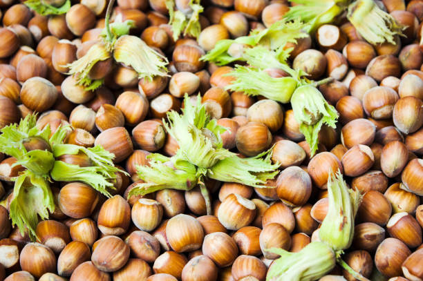 تصویر 2 از فندق جنگلی تازه برداشت شده با طعم اصیل