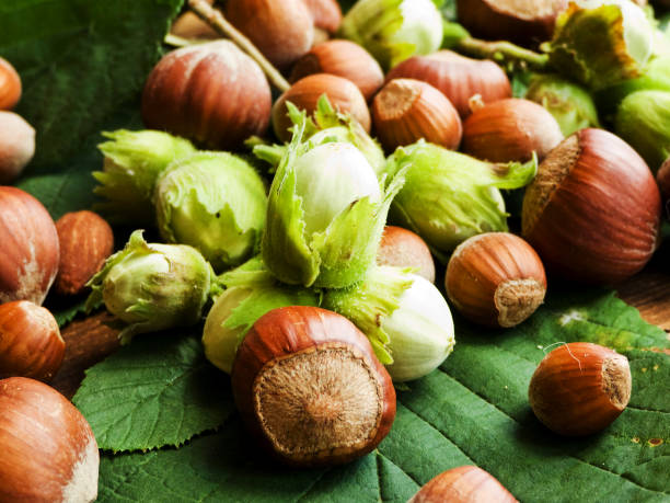 تصویر 3 از فندق جنگلی تازه برداشت شده با طعم اصیل