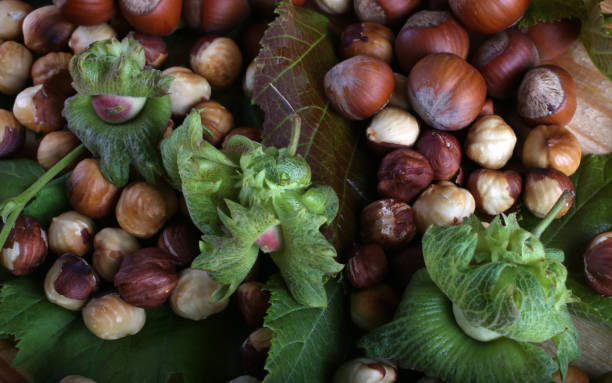 تصویر 4 از فندق جنگلی تازه برداشت شده با طعم اصیل