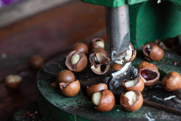 تصویر 4 از فندق تازه امسالی دستچین شده کیفیت ممتاز