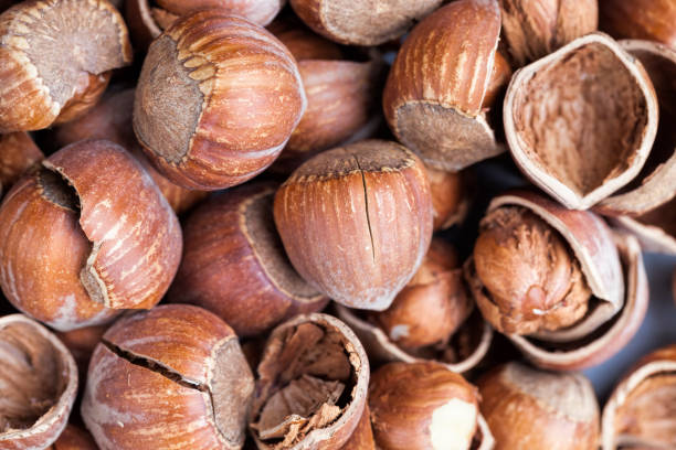 تصویر 2 از فندق در پوست سالم با ماندگاری طولانی انبار