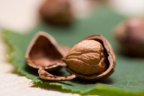 تصویر 3 از فندق در پوست سالم با ماندگاری طولانی انبار