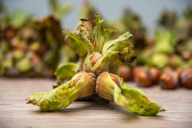 تصویر 1 از فندق ممتاز باغی شمال با بافت ترد طبیعی