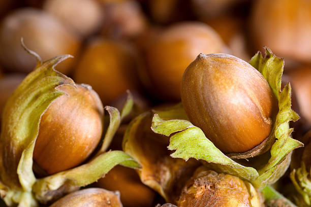 فندق ممتاز باغی شمال با بافت ترد طبیعی