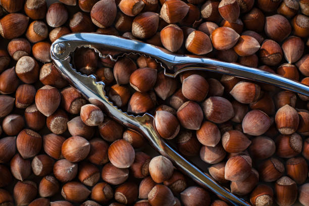 تصویر 3 از فندق ممتاز باغی شمال با بافت ترد طبیعی