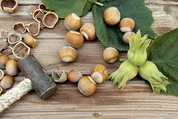 فندق تازه روستایی خوش عطر با کیفیت بالا