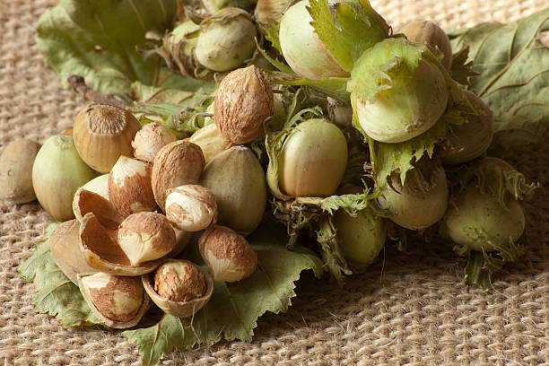 تصویر 2 از فندق تازه روستایی خوش عطر با کیفیت بالا