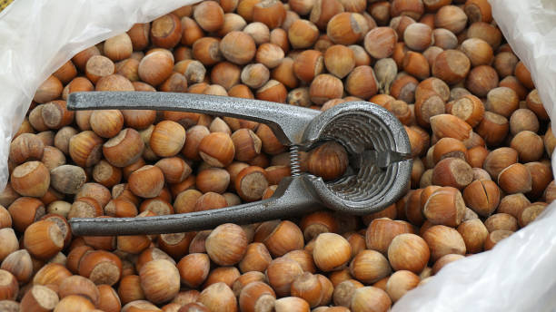 فندق پوست نازک مغز درشت کیفیت تضمینی