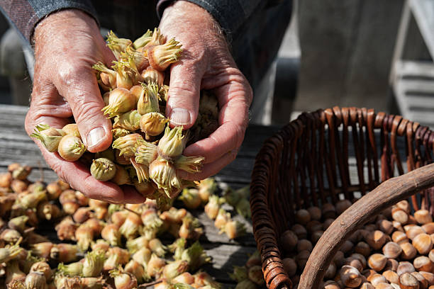 فندق اعلا سورت دستی با ظاهر کاملا تمیز