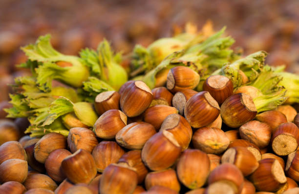 فندق پرورشی مرغوب محصول باغات شمال کشور