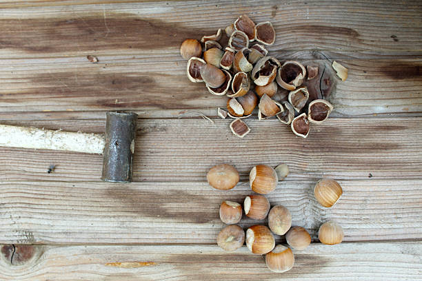 تصویر 2 از فندق پرورشی مرغوب محصول باغات شمال کشور