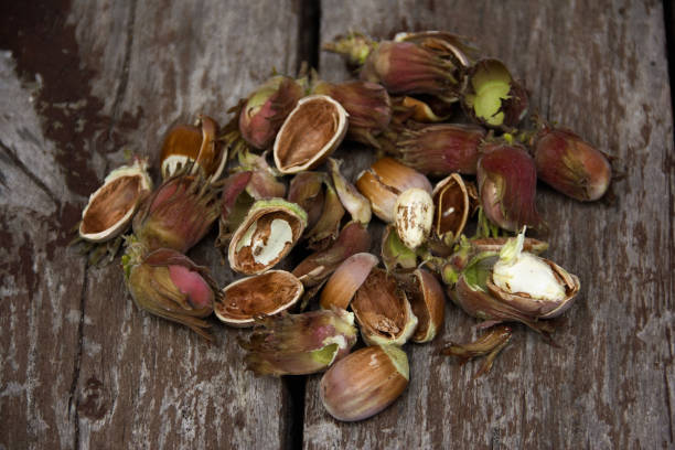 تصویر 2 از فندق خام کنترل شده با رطوبت استاندارد